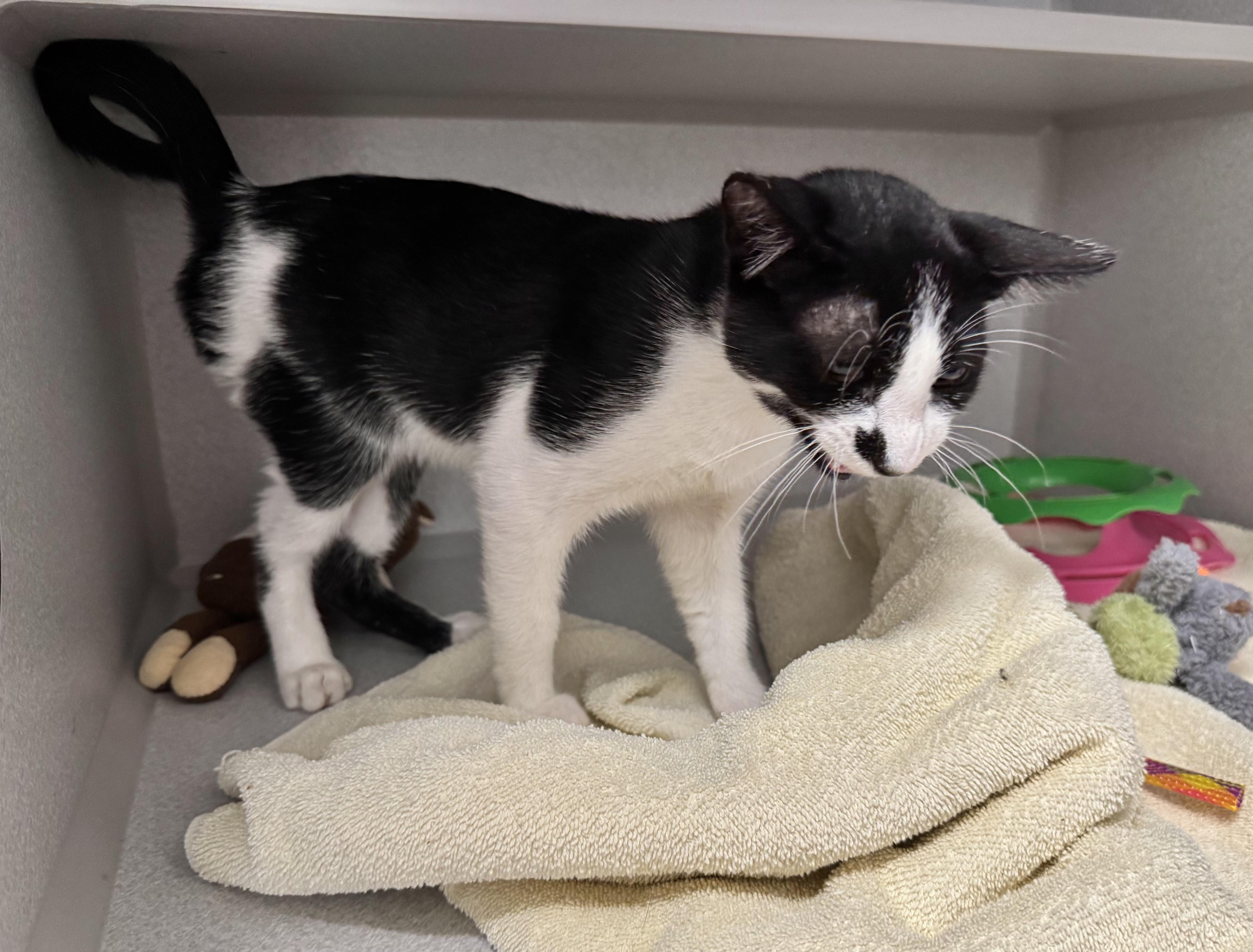 Enlarge -Whiskey, a ADOPTABLE mixed breed in Red Bluff, CA image 5/6