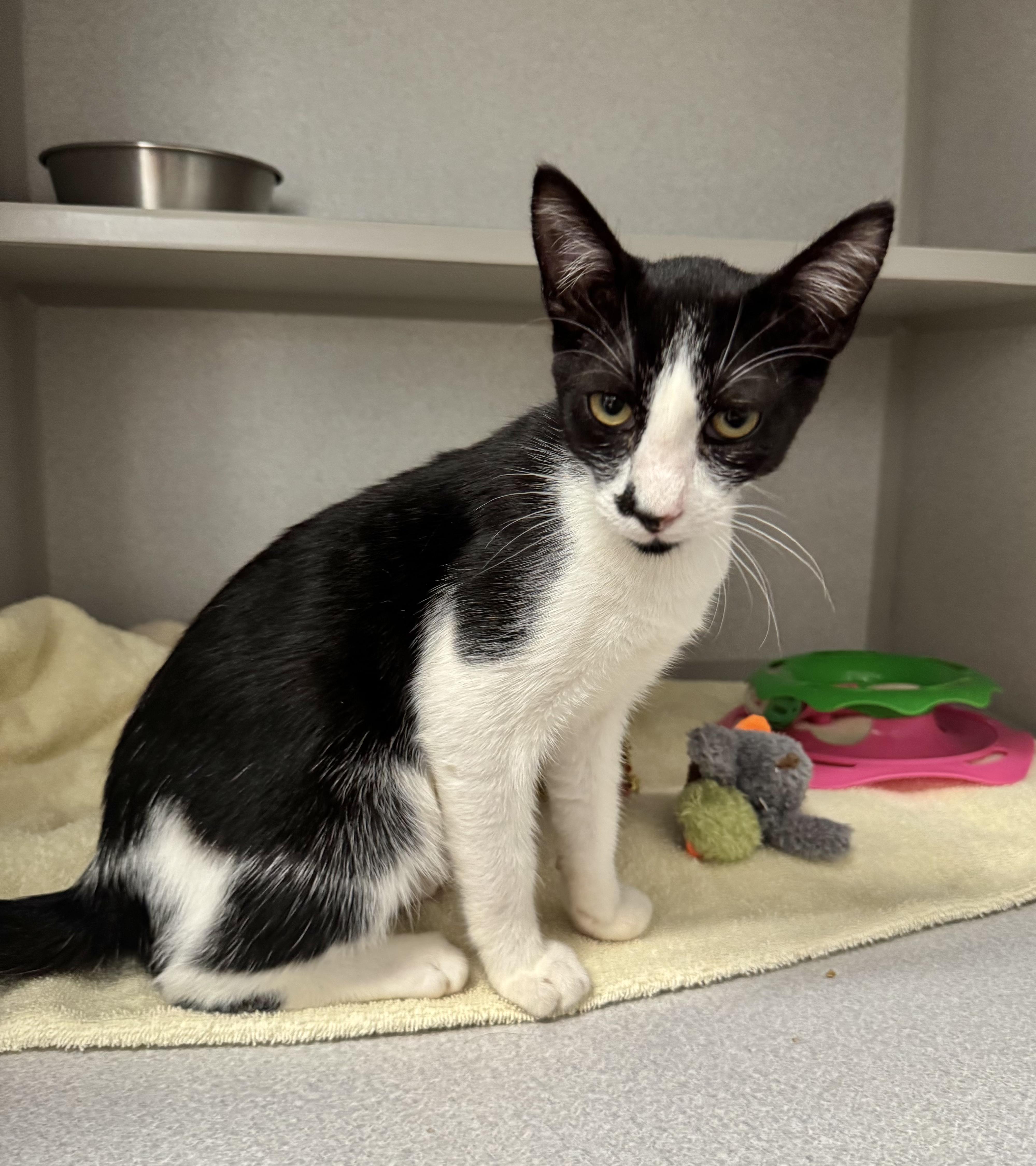 Enlarge -Whiskey, a ADOPTABLE mixed breed in Red Bluff, CA image 1/6