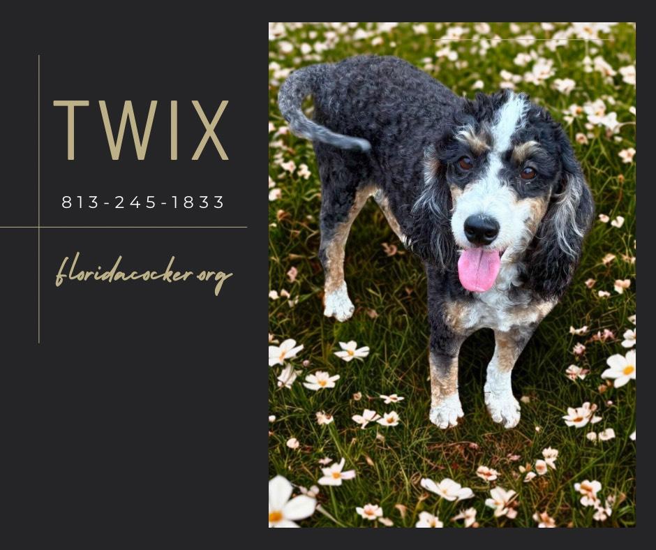 Enlarge Twix, a Adoptable Bernadoodle in Land O Lakes, FL image 1/1