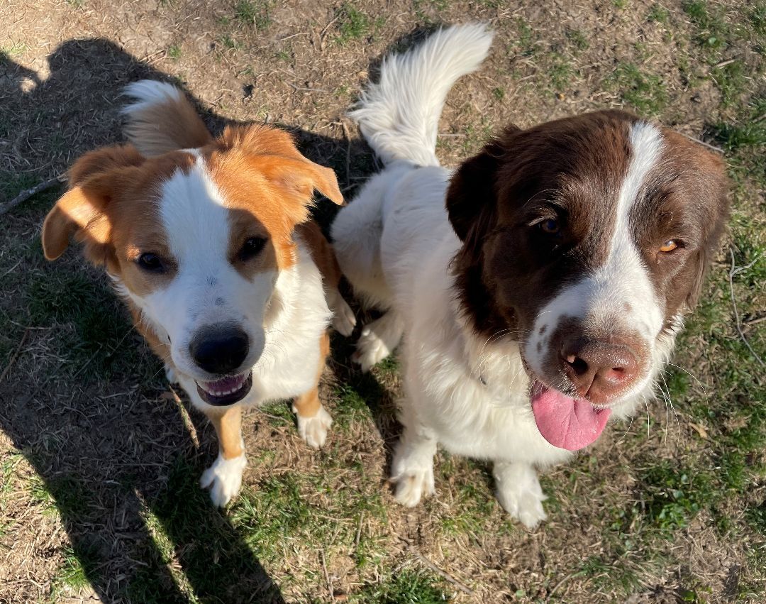 Onna, a Adopted Newfoundland Dog in Lees Summit, MO image 1/4