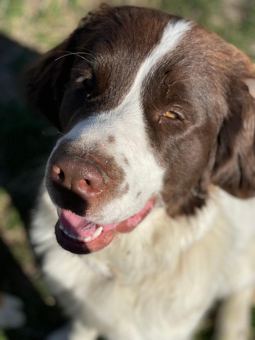 Onna, a Adopted Newfoundland Dog in Lees Summit, MO image 2/4
