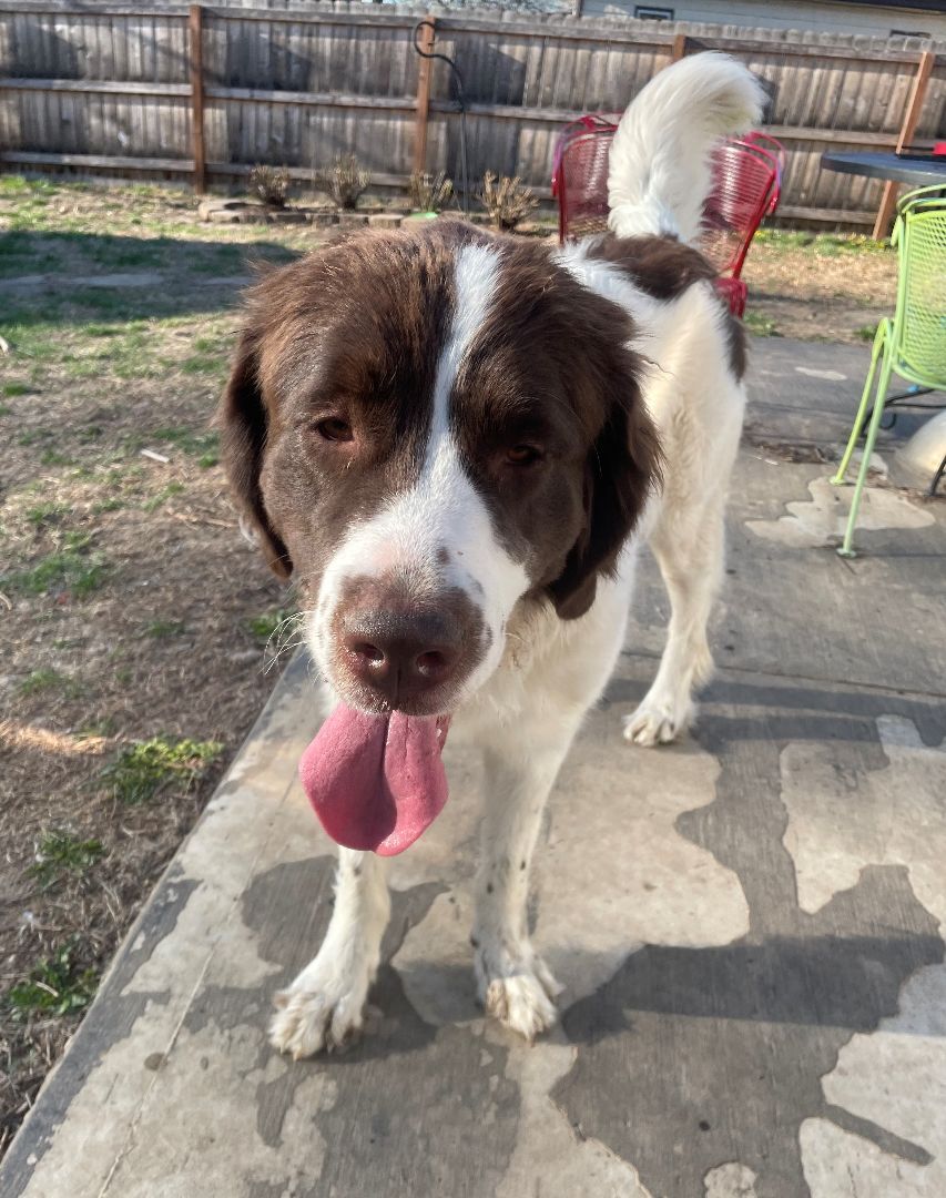 Onna, a Adopted Newfoundland Dog in Lees Summit, MO image 3/4