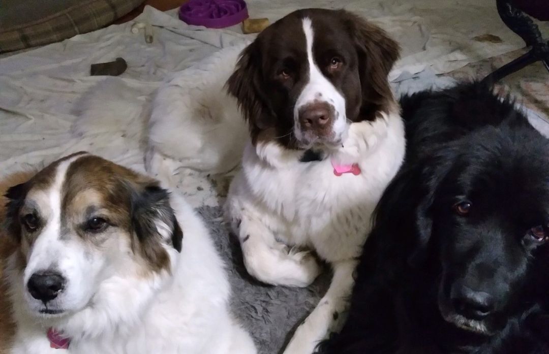 Onna, a Adopted Newfoundland Dog in Lees Summit, MO image 4/4