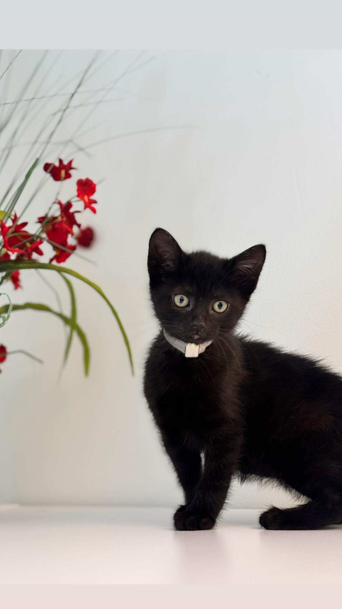 Primrose, ADOPTABLE, Kitten Female Domestic Short Hair.