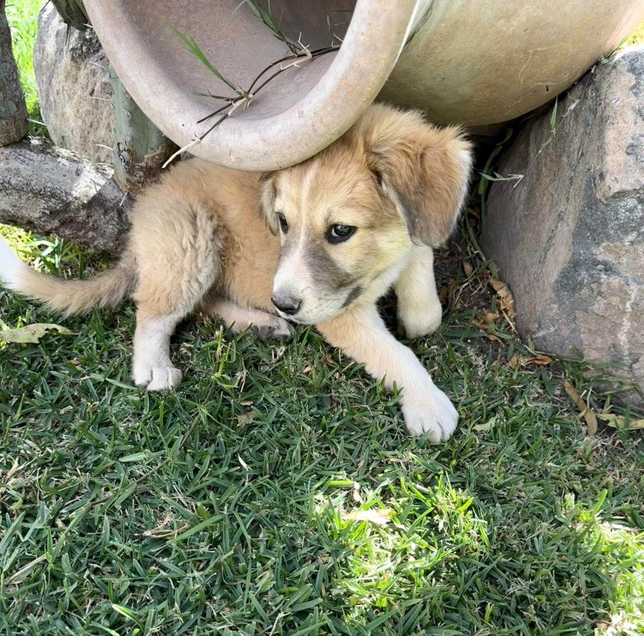 Carrot — thumbnail 2