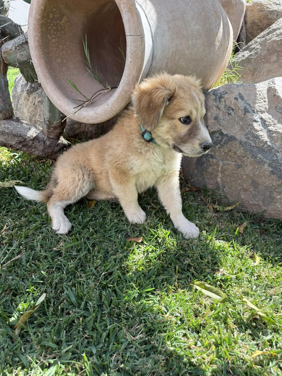 Carrot — thumbnail 3