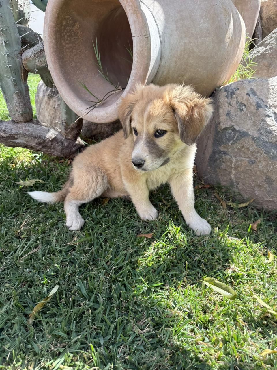 Carrot — thumbnail 5