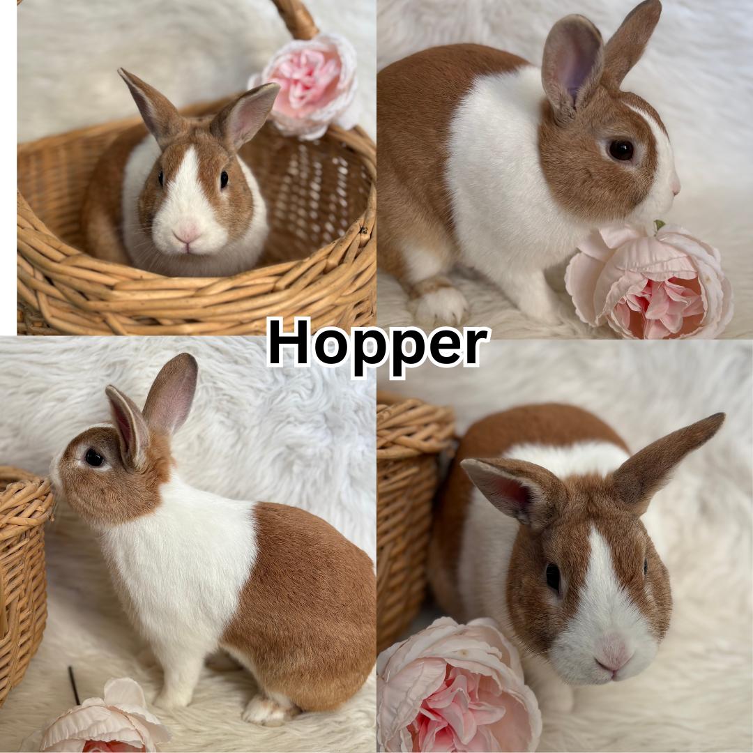 Enlarge Hopper, a ADOPTABLE Dutch in Modesto, CA image 1/1