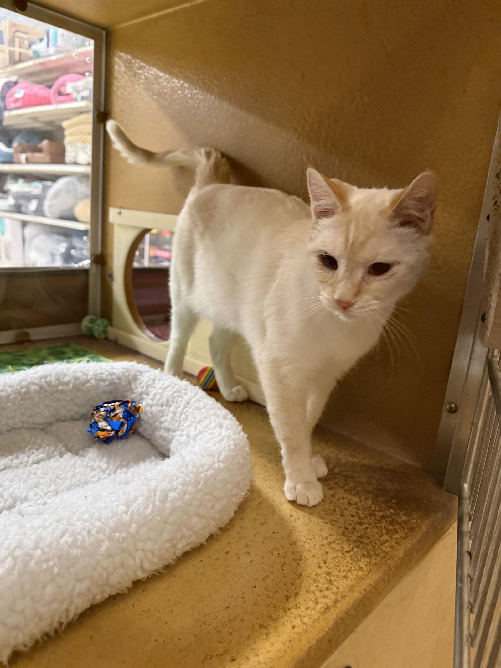 Enlarge Kira, a Adoptable Domestic Short Hair in Mesquite, TX image 1/3