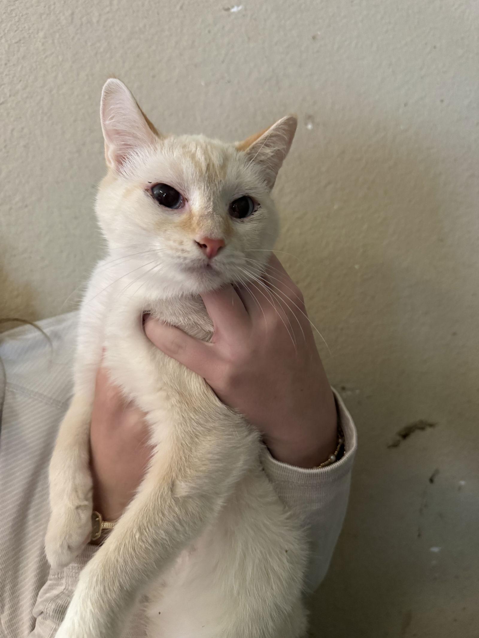 Enlarge Kira, a Adoptable Domestic Short Hair in Mesquite, TX image 2/3