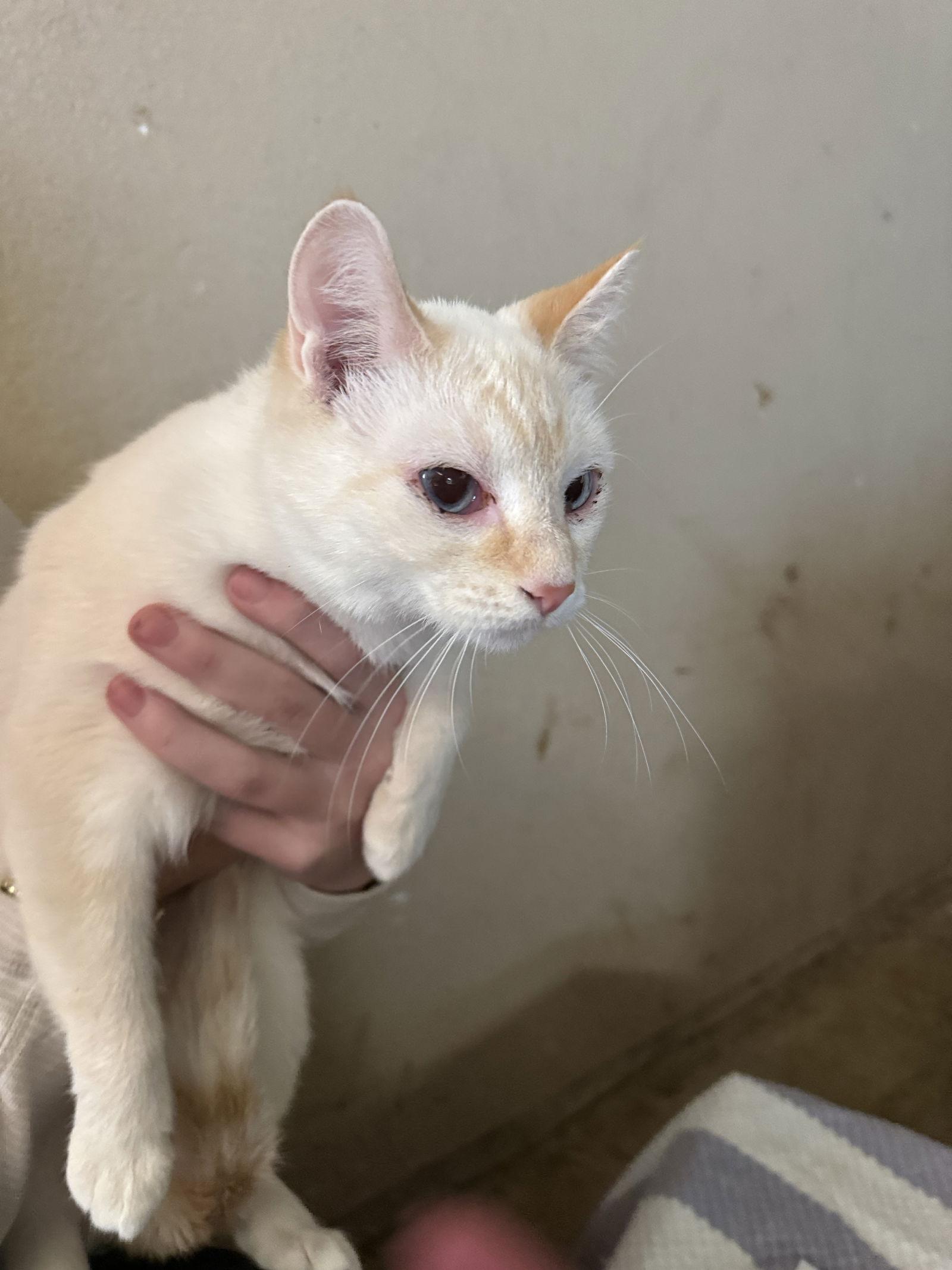 Enlarge Kira, a Adoptable Domestic Short Hair in Mesquite, TX image 3/3