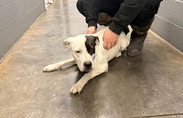 Happy, Adoptable, Adult Female Pit Bull Terrier.