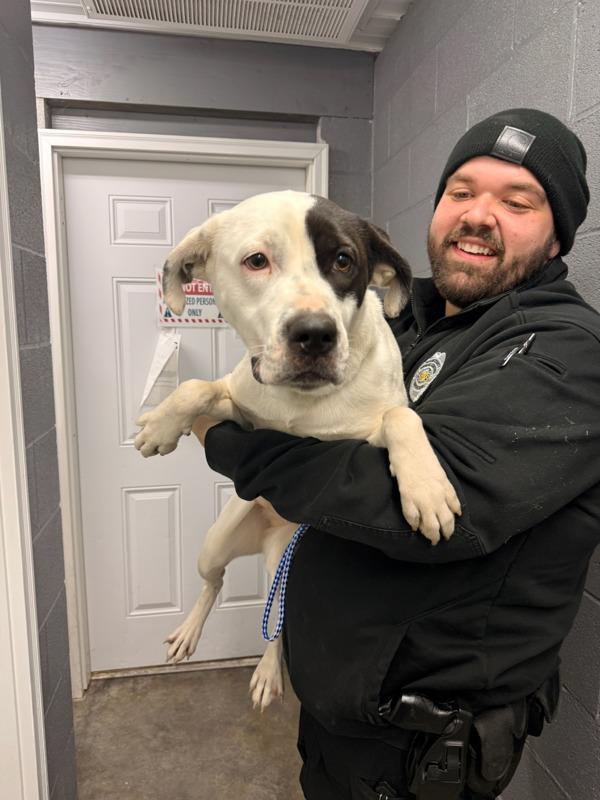 Happy, a Adoptable mixed breed in Campbellsville, KY image 2/2