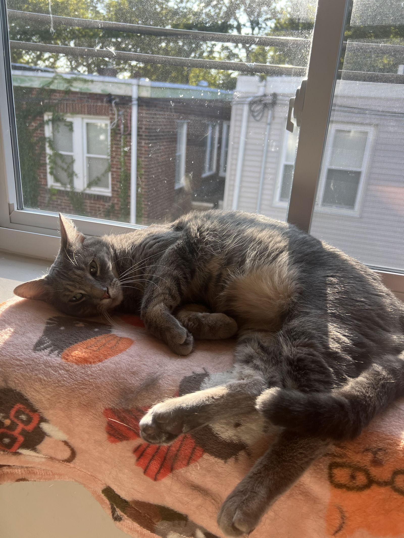 Bob the Drag Queen, Adoptable, Young Male Domestic Short Hair.