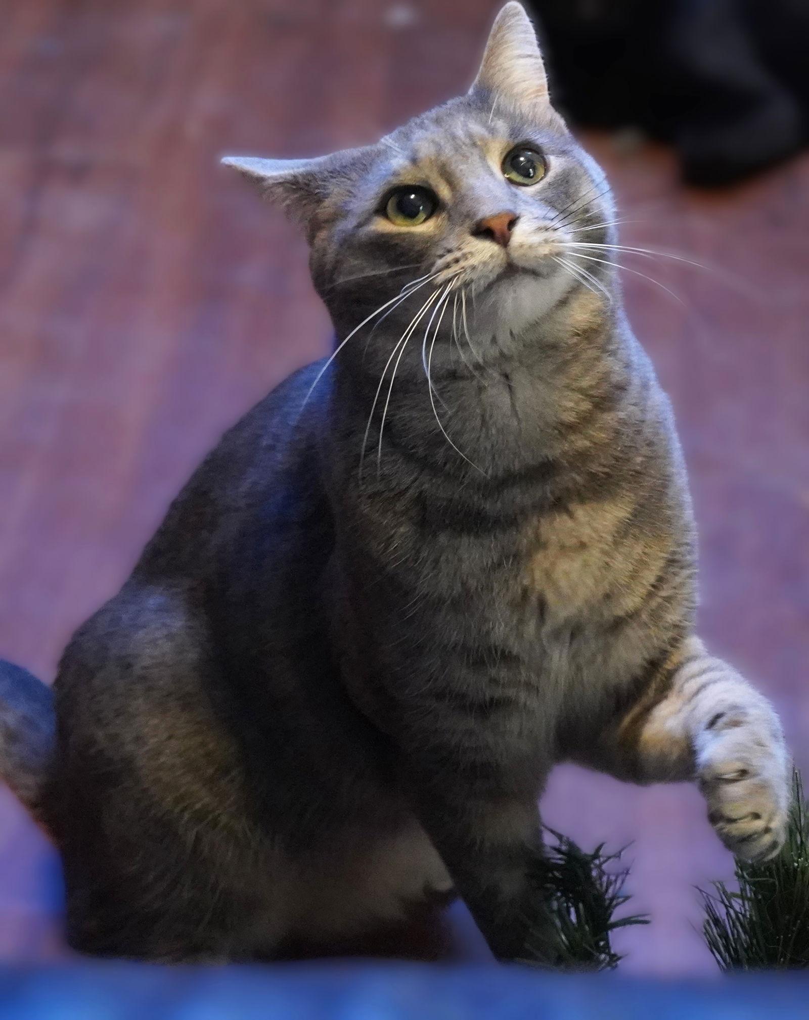 Bob the Drag Queen, Adoptable, Adult Male Domestic Short Hair.