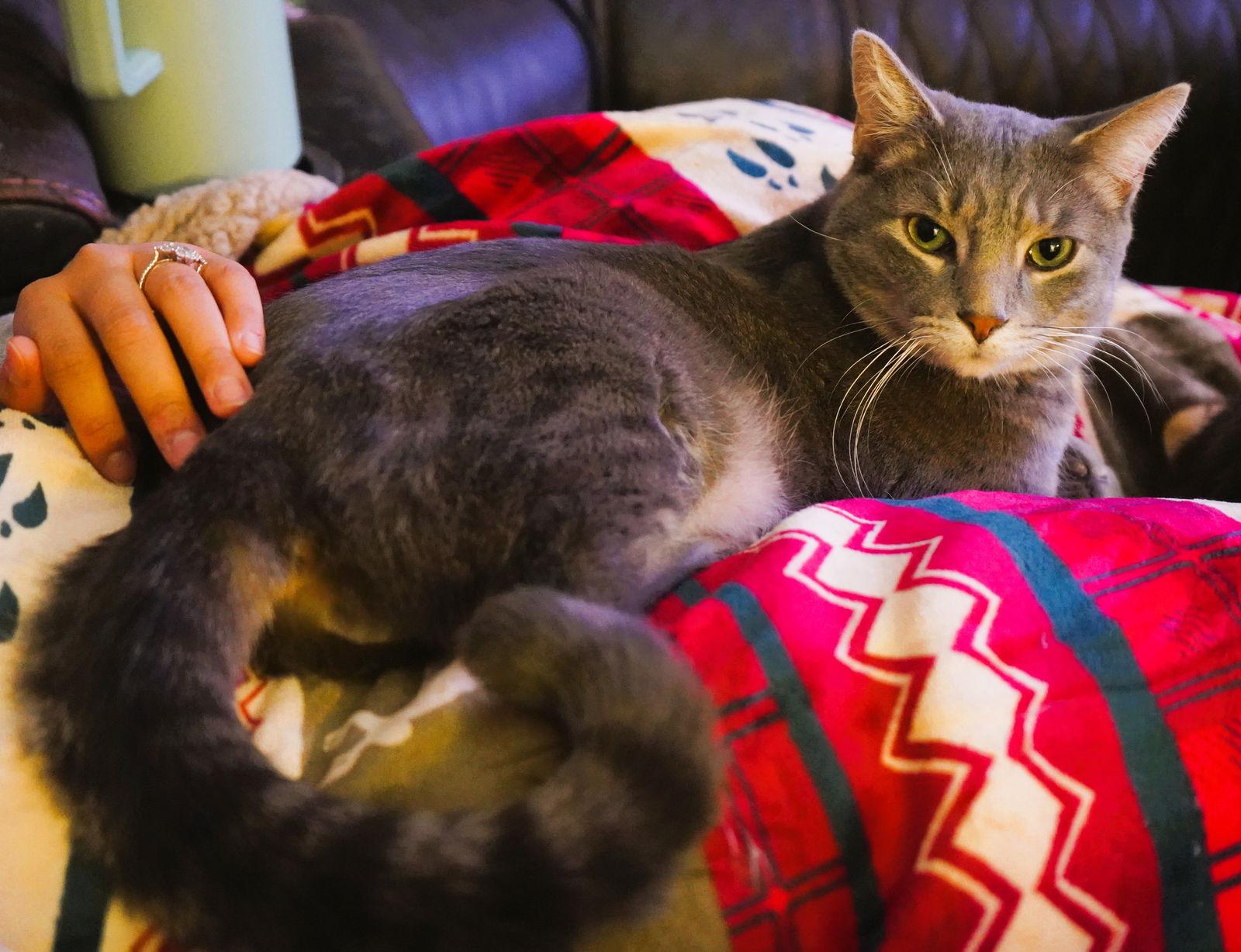 Bob the Drag Queen, a Adoptable Domestic Short Hair in Philadelphia, PA image 2/3