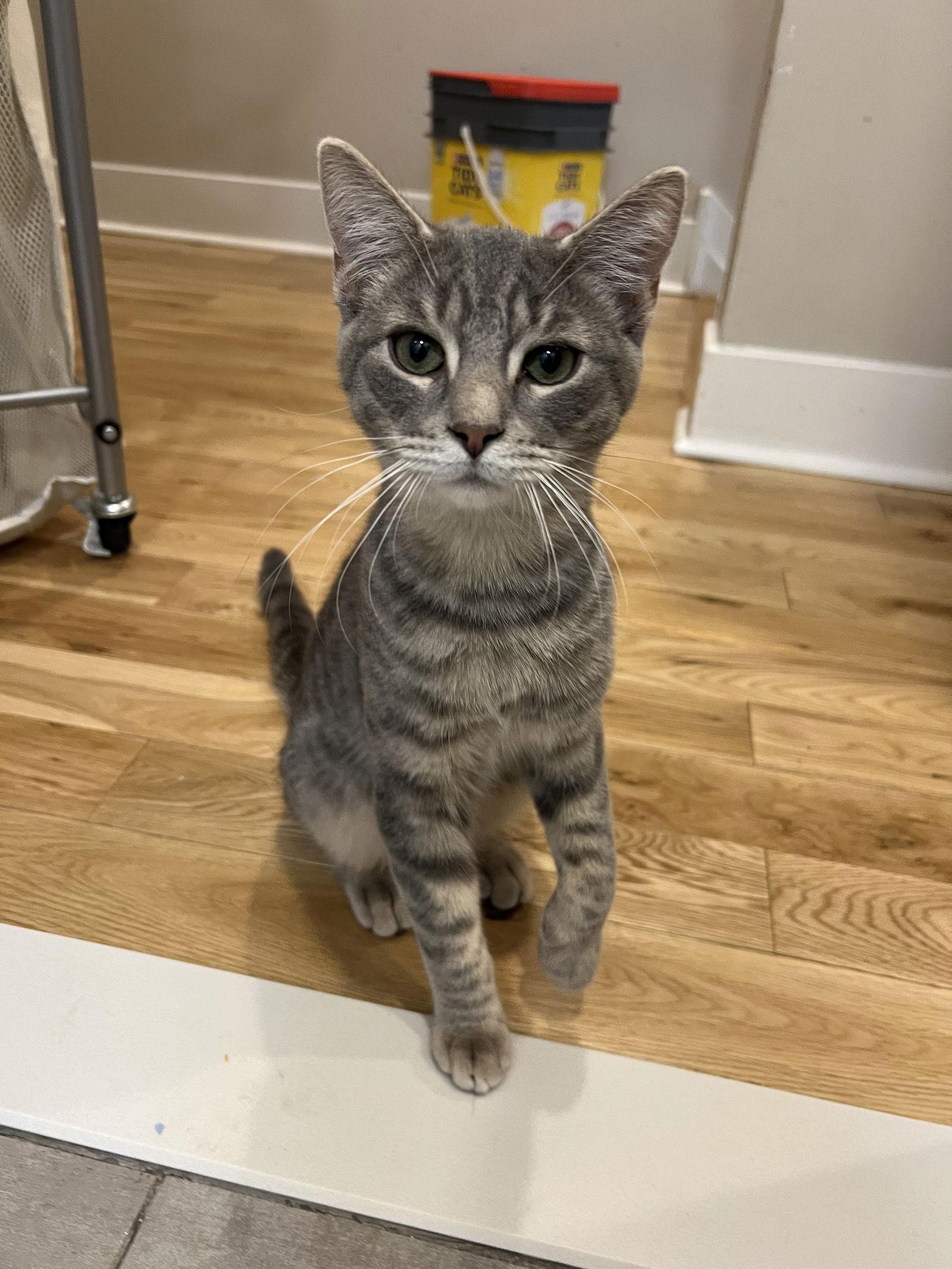 Bob the Drag Queen, Adoptable, Young Male Domestic Short Hair.