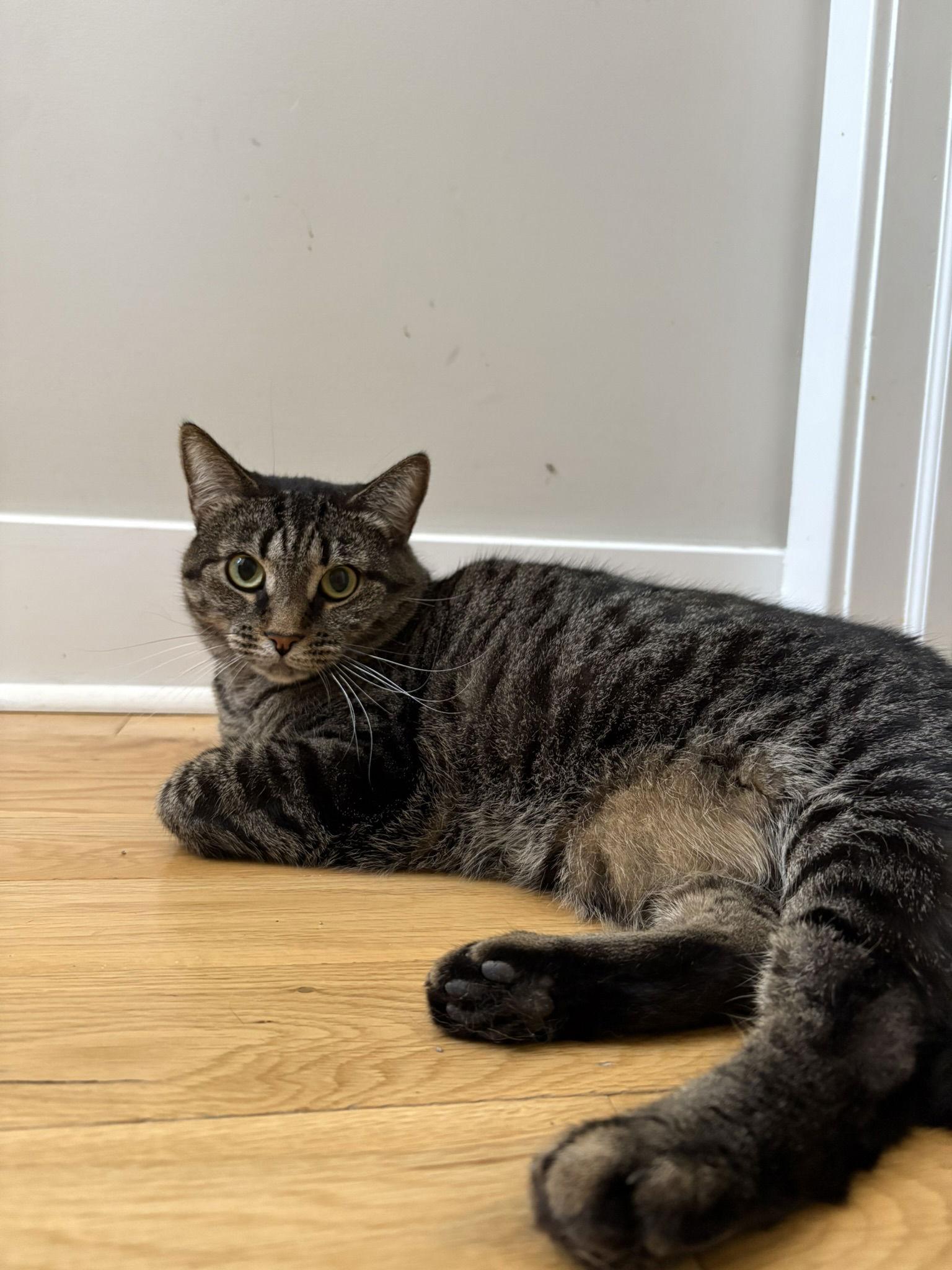 Bob the Drag Queen, a Adoptable Domestic Short Hair in Philadelphia, PA image 3/3