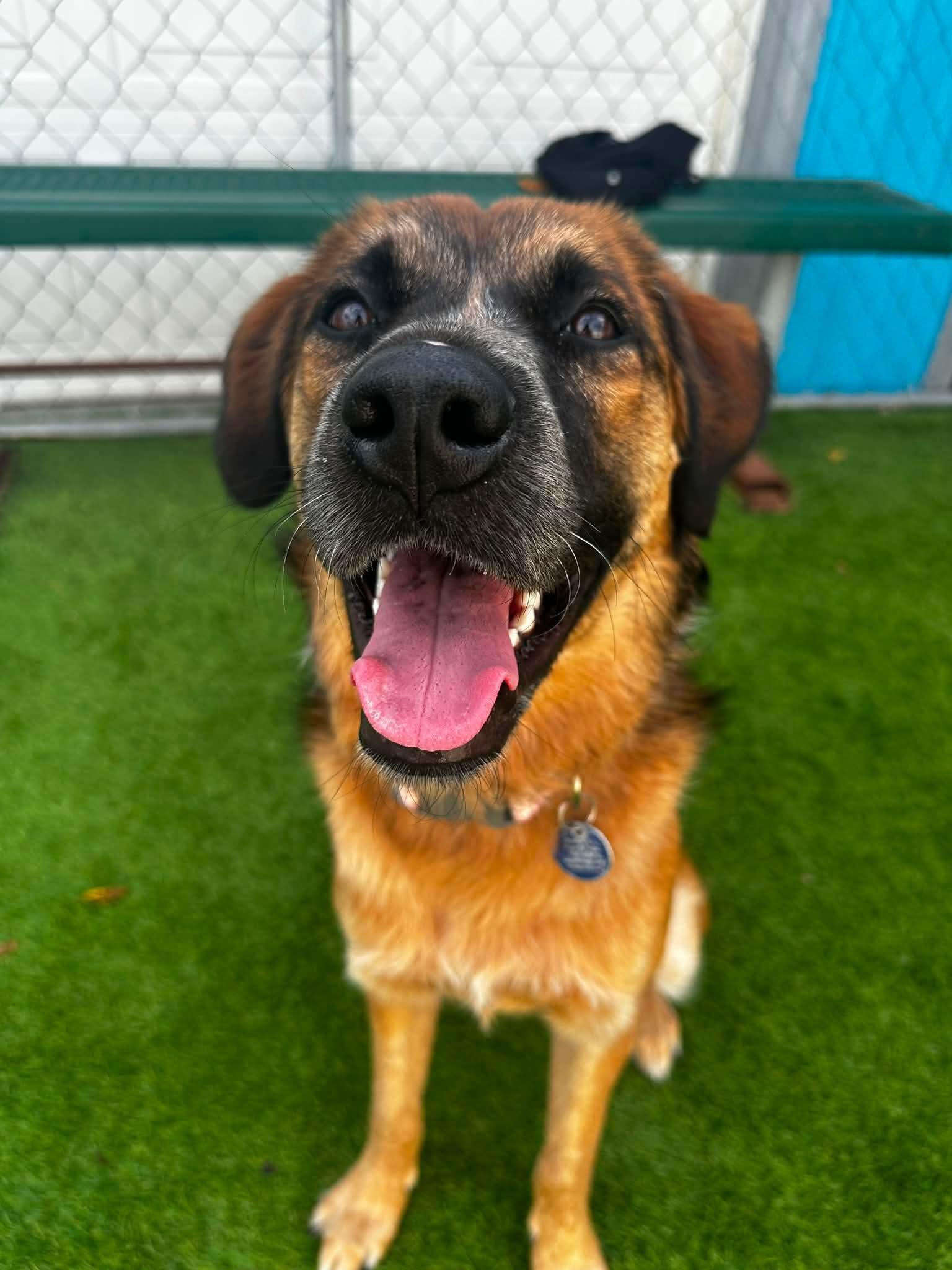 Enlarge Indy, a Adoptable mixed breed in Cedar Rapids, IA image 4/5