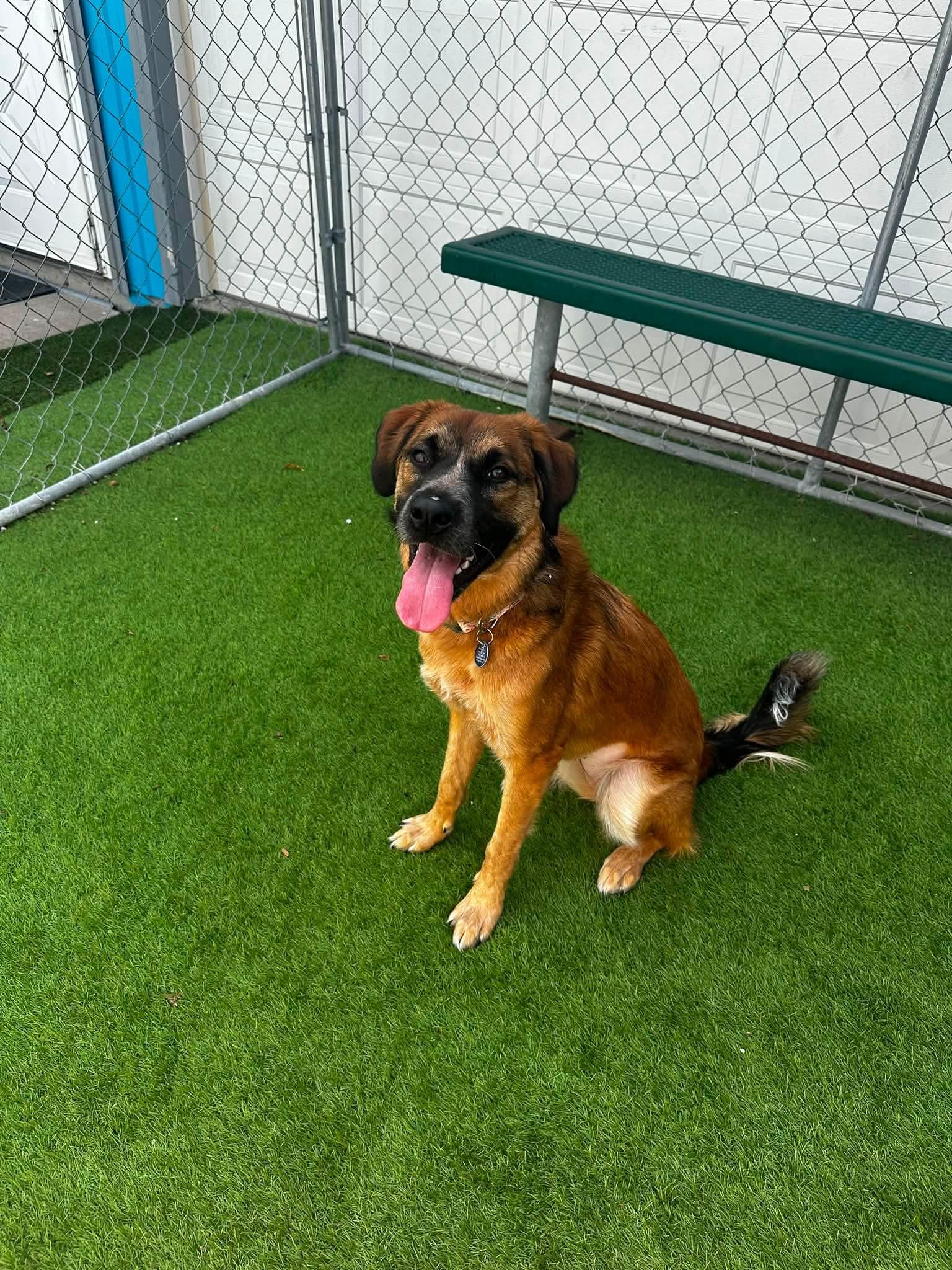 Enlarge Indy, a Adoptable mixed breed in Cedar Rapids, IA image 3/5