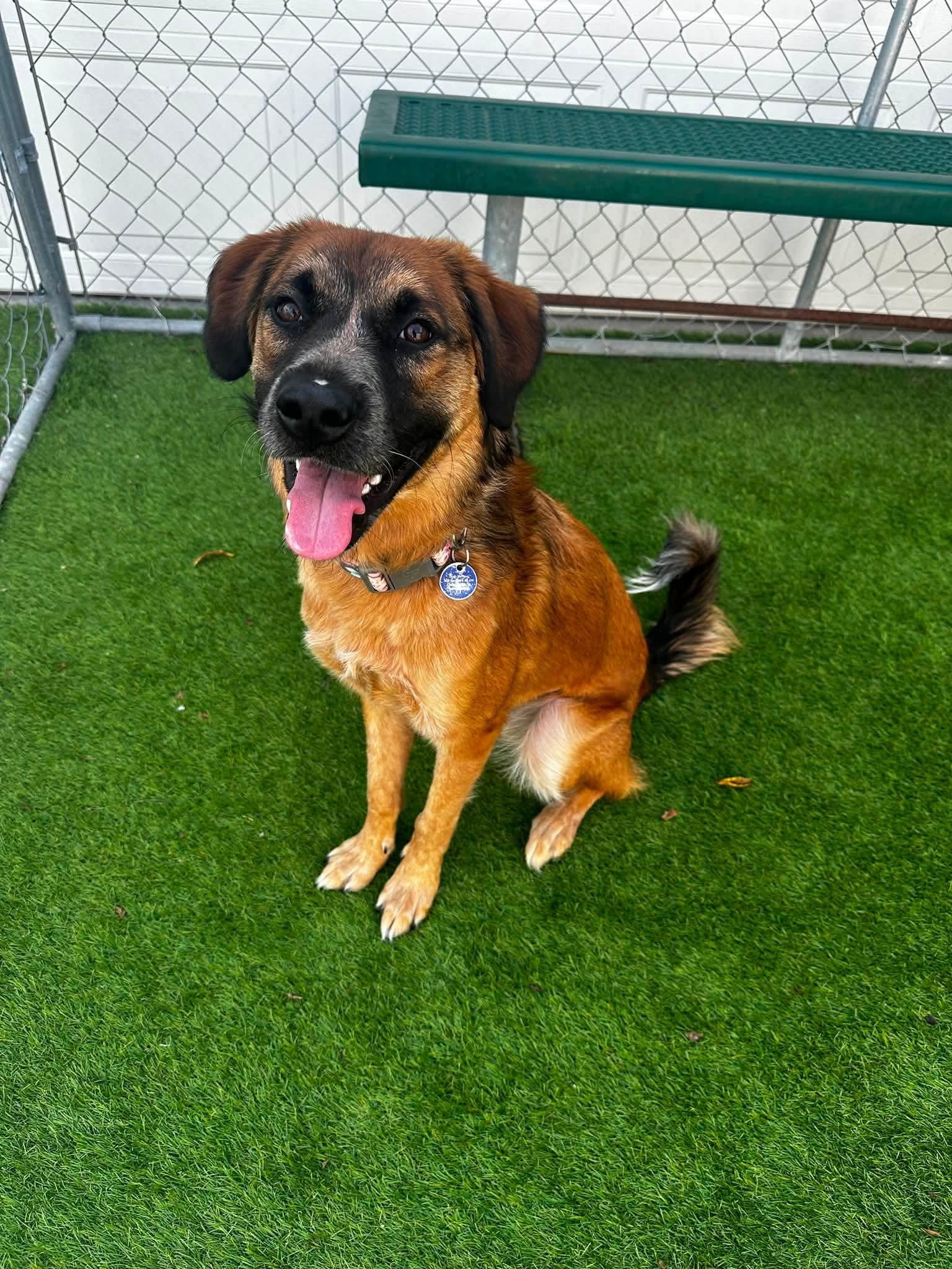 Indy, Adoptable, Young Female Shepherd & Mixed Breed.