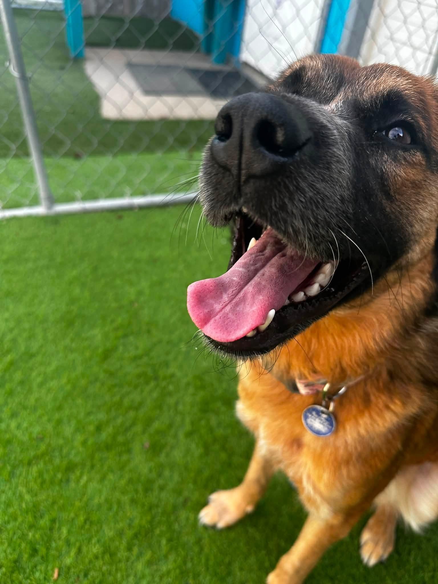 Enlarge Indy, a Adoptable mixed breed in Cedar Rapids, IA image 5/5