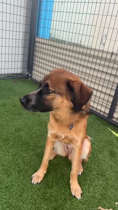 Enlarge Indy, a Adoptable mixed breed in Cedar Rapids, IA video 2/5