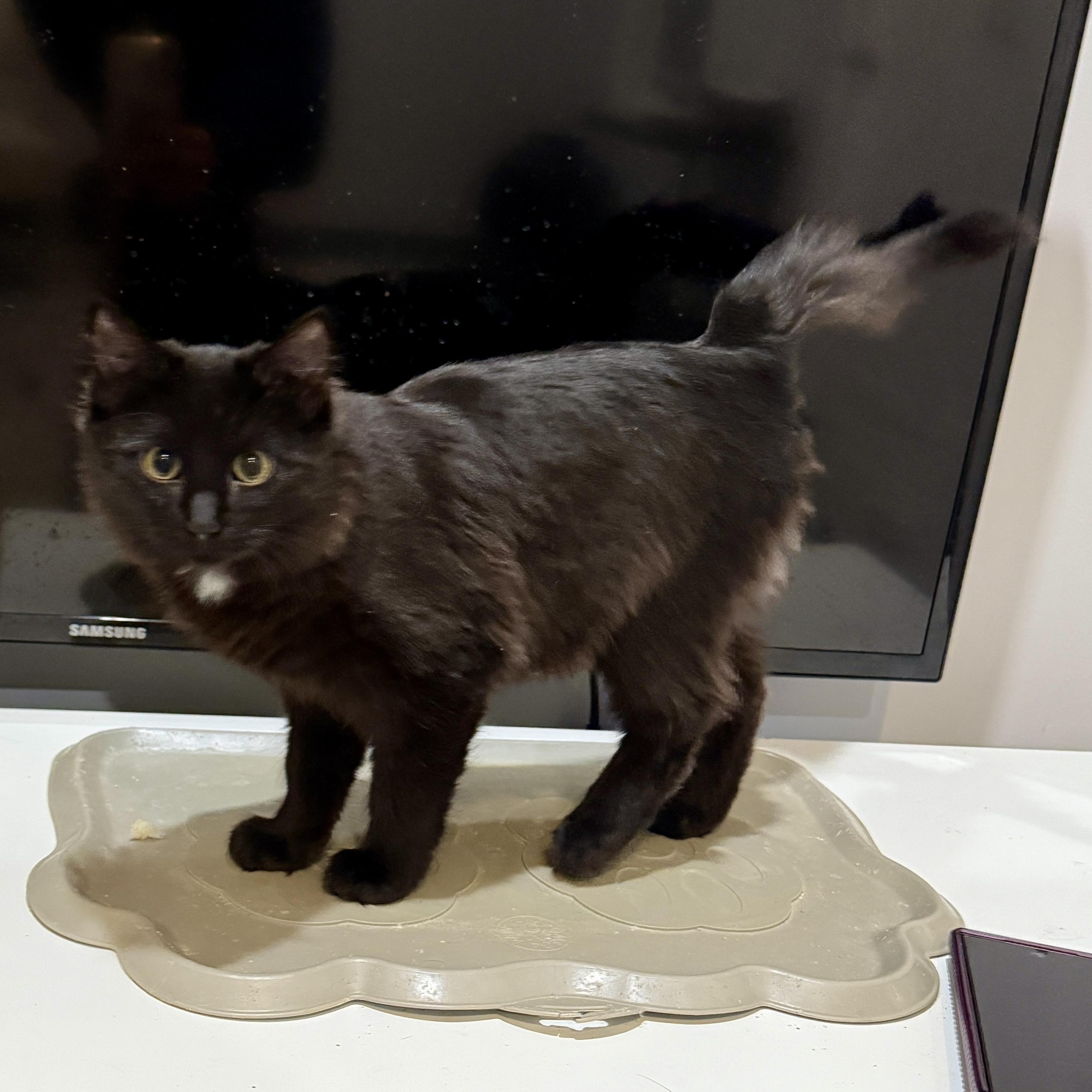 Enlarge Butcher, a Adoptable Domestic Short Hair in Beaufort, MO image 3/6