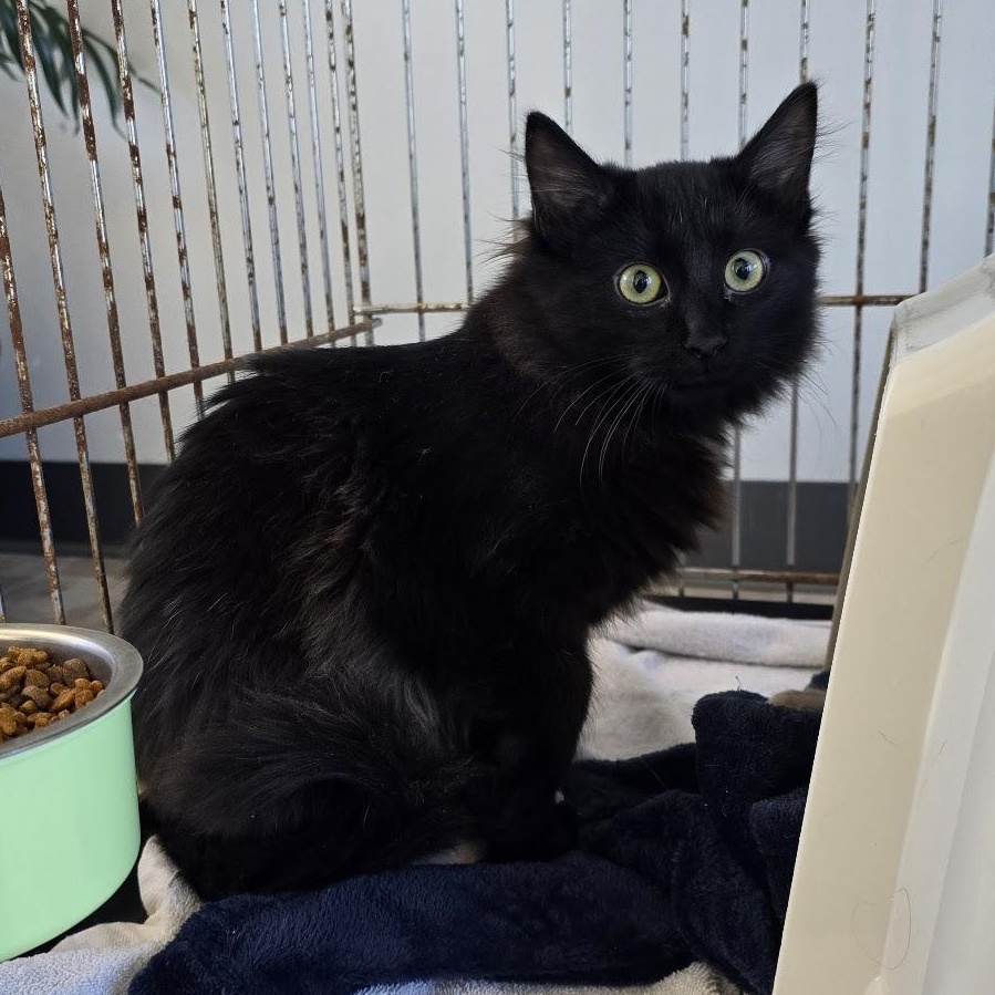 Enlarge Butcher, a Adoptable Domestic Short Hair in Beaufort, MO image 4/6