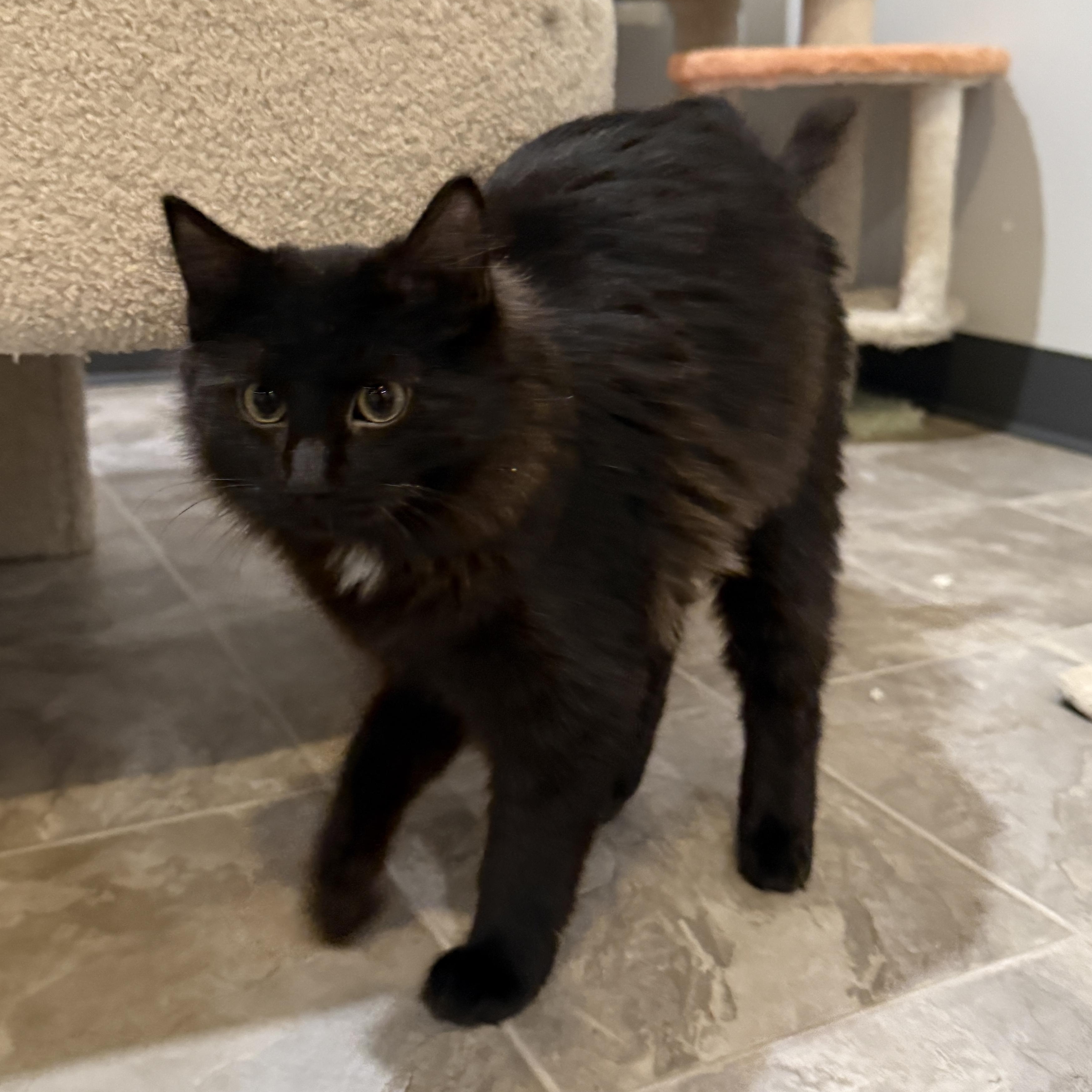 Enlarge Butcher, a Adoptable Domestic Short Hair in Beaufort, MO image 6/6