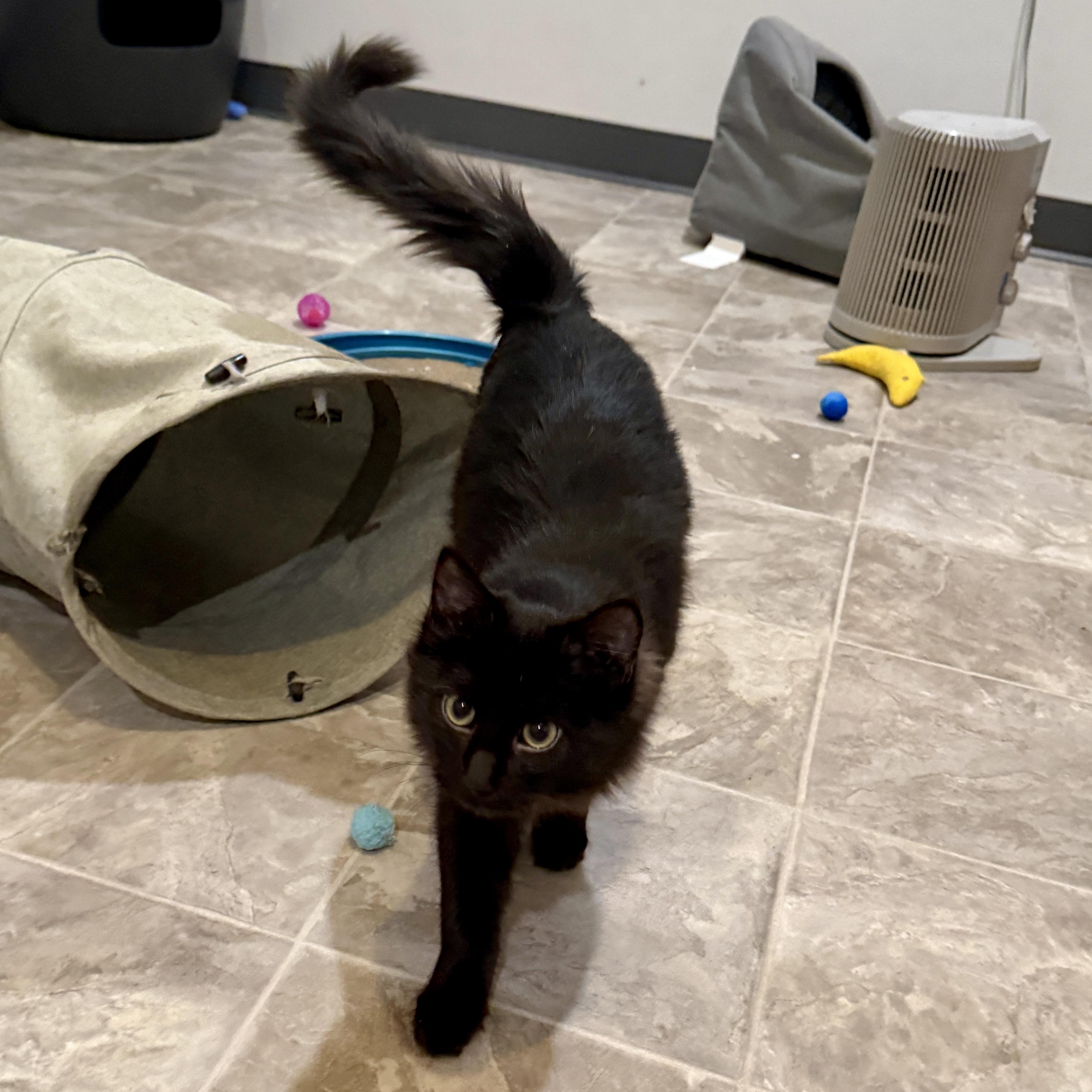 Enlarge Butcher, a Adoptable Domestic Short Hair in Beaufort, MO image 5/6