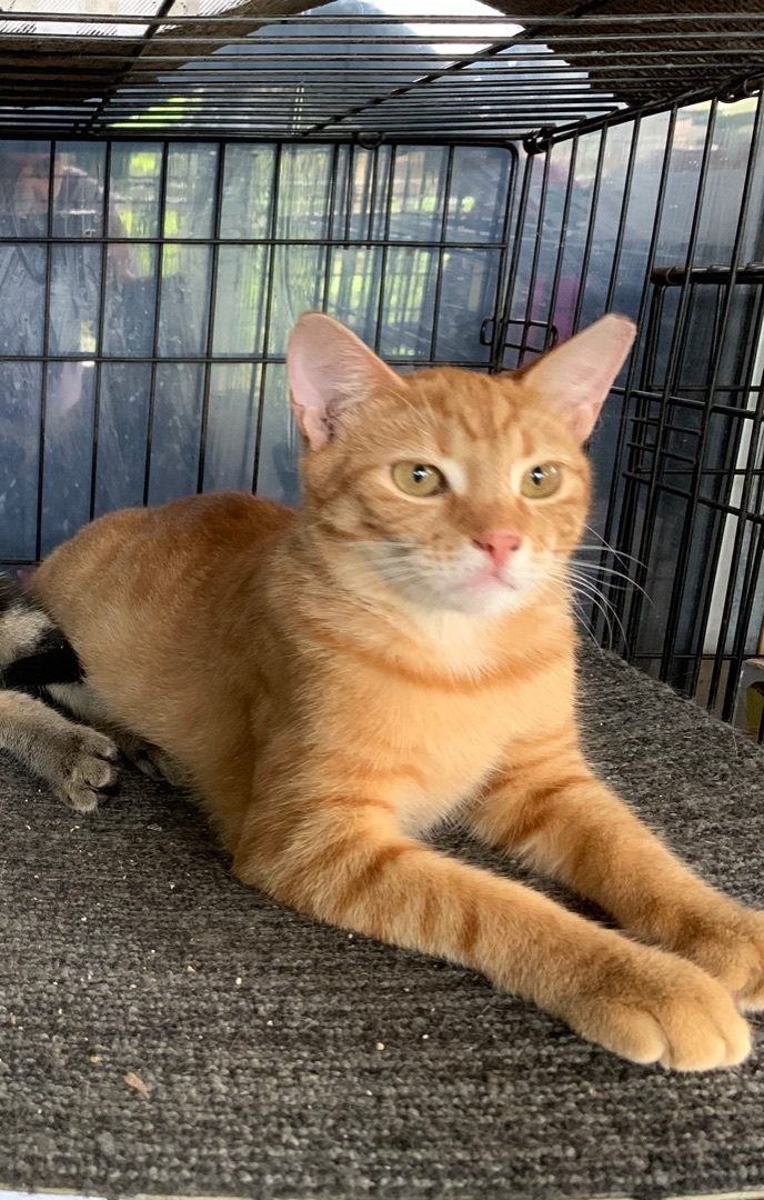Zimba and Simba (Courtesy Listing), a Adopted Domestic Short Hair in Parkland, FL image 1/7