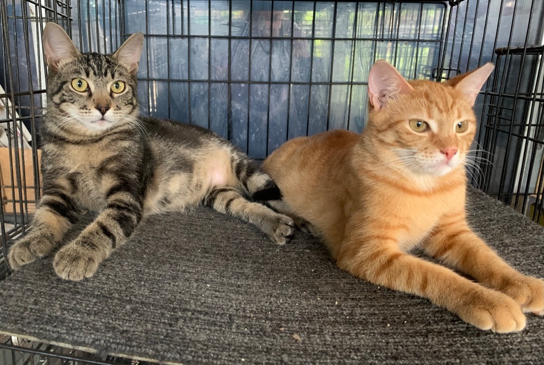 Zimba and Simba (Courtesy Listing), a Adopted Domestic Short Hair in Parkland, FL image 2/7