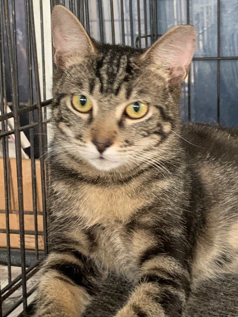 Zimba and Simba (Courtesy Listing), a Adopted Domestic Short Hair in Parkland, FL image 3/7