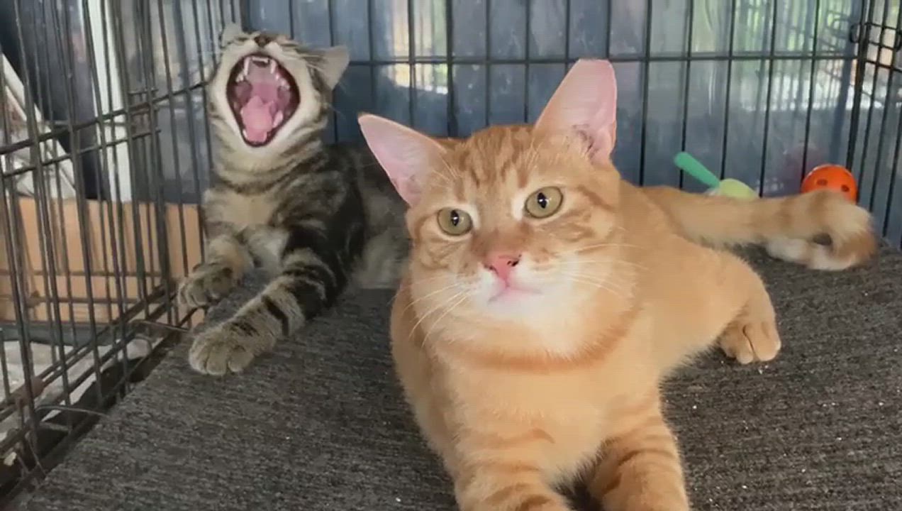 Enlarge Zimba and Simba (Courtesy Listing), a Adopted Domestic Short Hair in Parkland, FL video 7/7