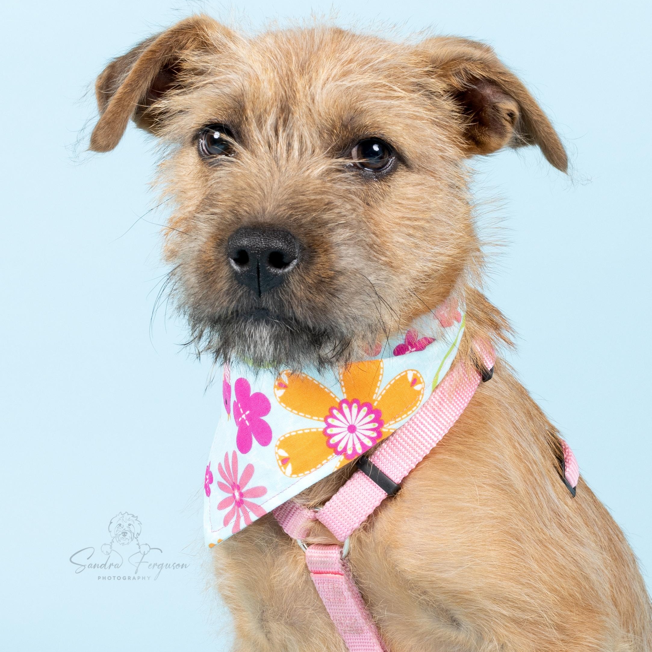 Enlarge Summit, a Adoptable Shepherd in Atoka, TN image 1/5