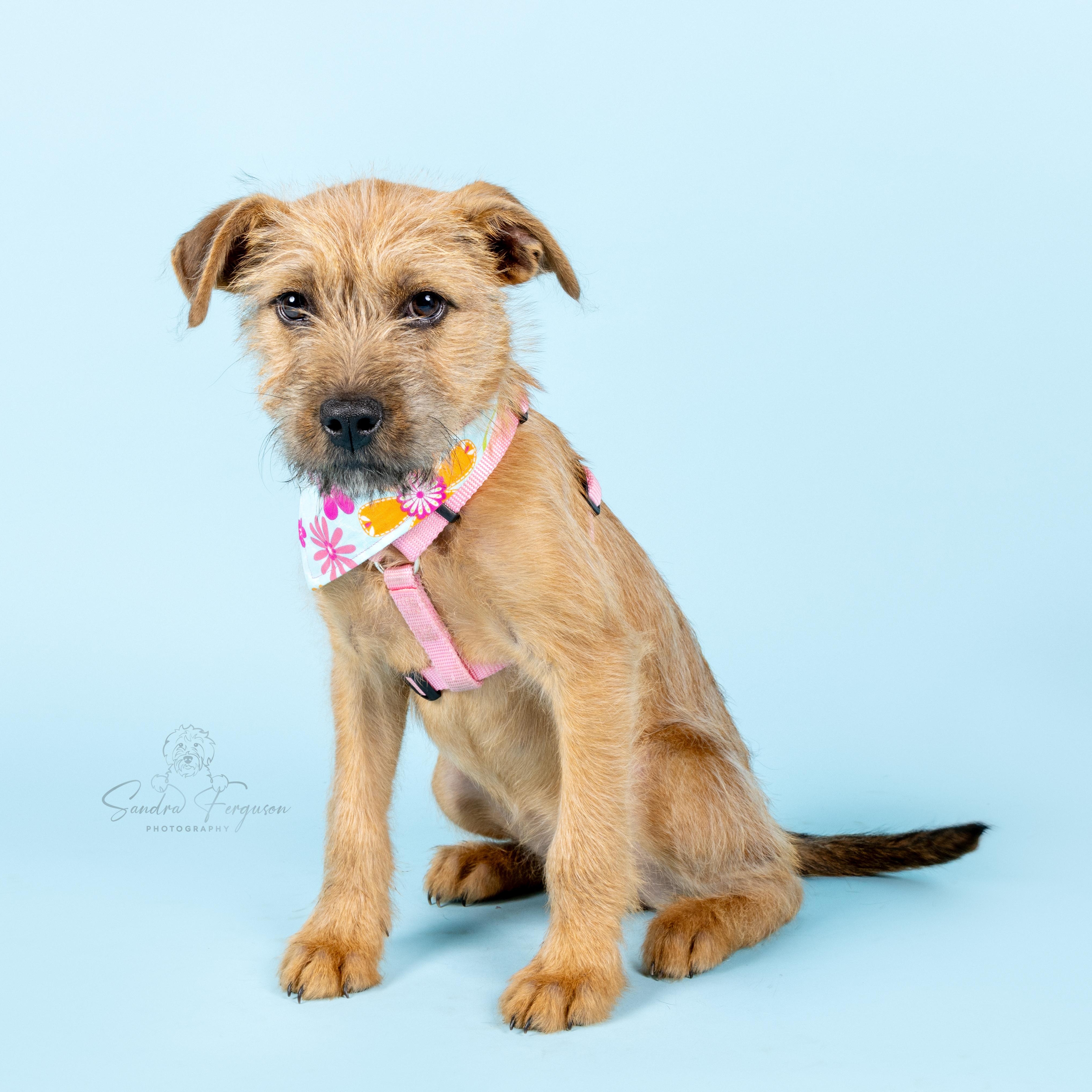Enlarge Summit, a Adoptable Shepherd in Atoka, TN image 3/5
