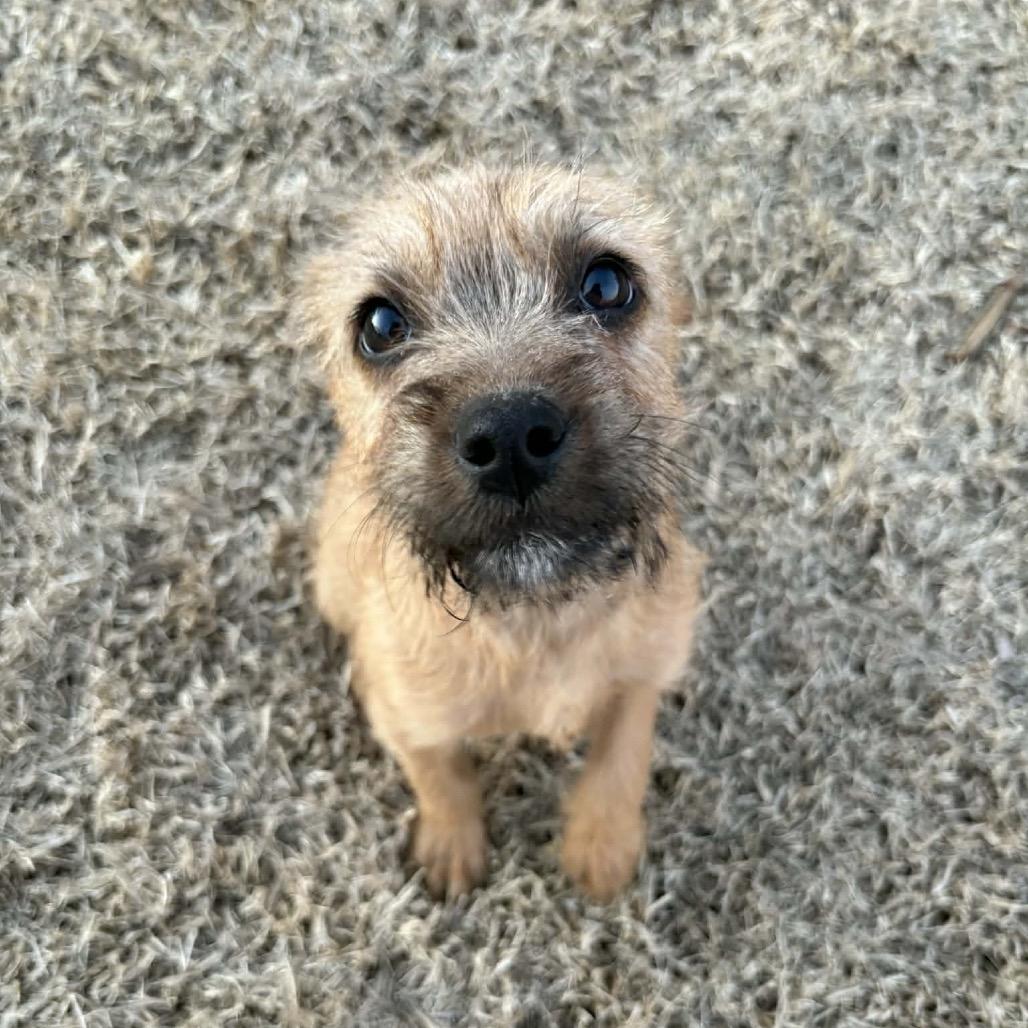 Summit, Adoptable, Puppy Female Shepherd.