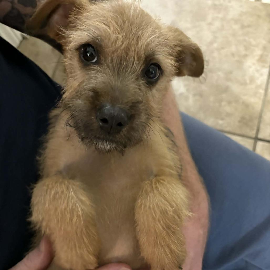 Enlarge Summit, a Adoptable Shepherd in Atoka, TN image 2/5