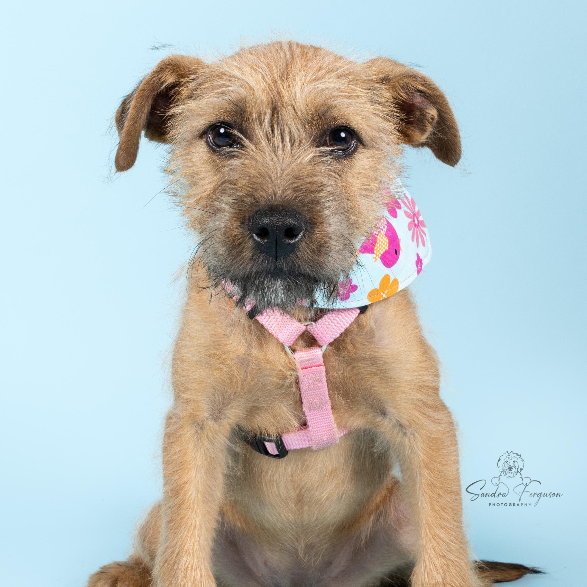 Enlarge Summit, a Adoptable Shepherd in Atoka, TN image 2/5