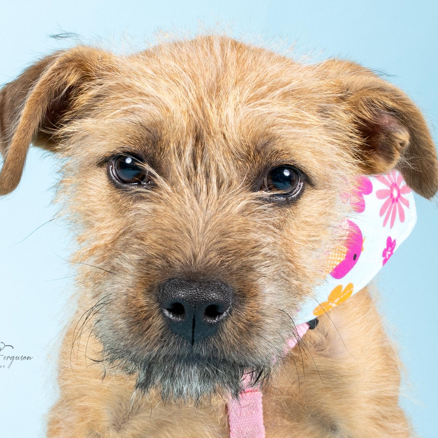 Enlarge Summit, a Adoptable Shepherd in Atoka, TN image 4/5