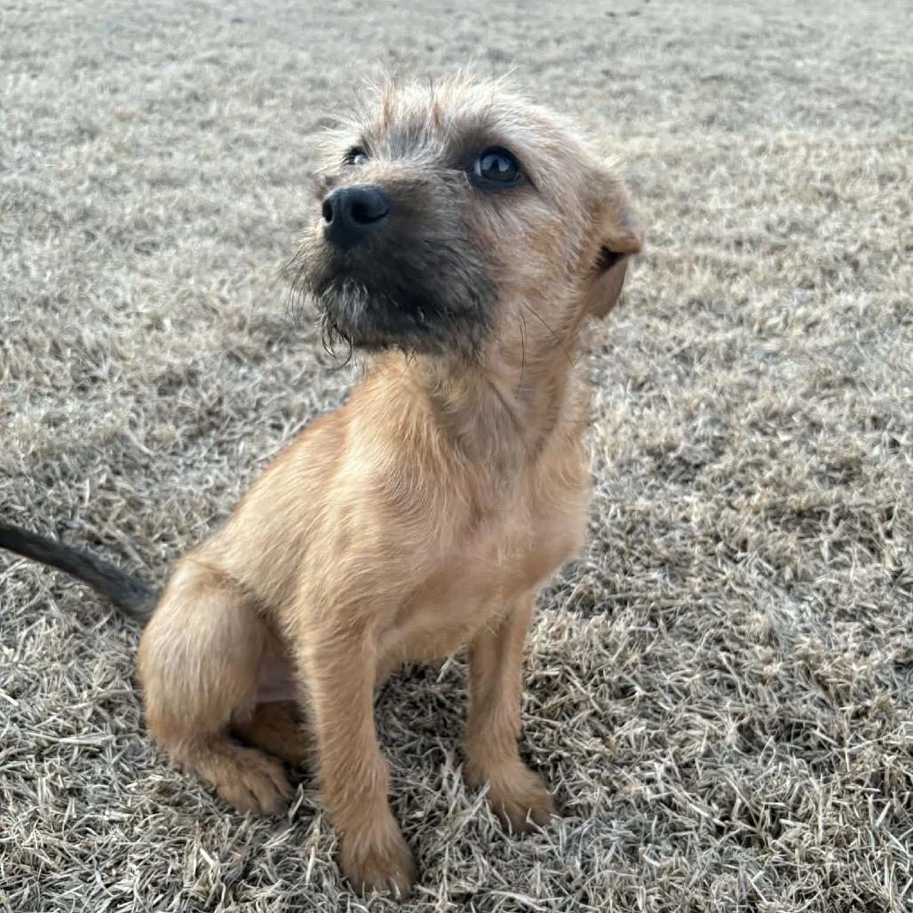 Enlarge Summit, a Adoptable Shepherd in Atoka, TN image 3/5