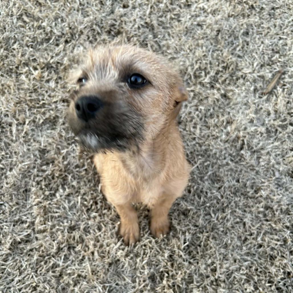 Enlarge Summit, a Adoptable Shepherd in Atoka, TN image 4/5