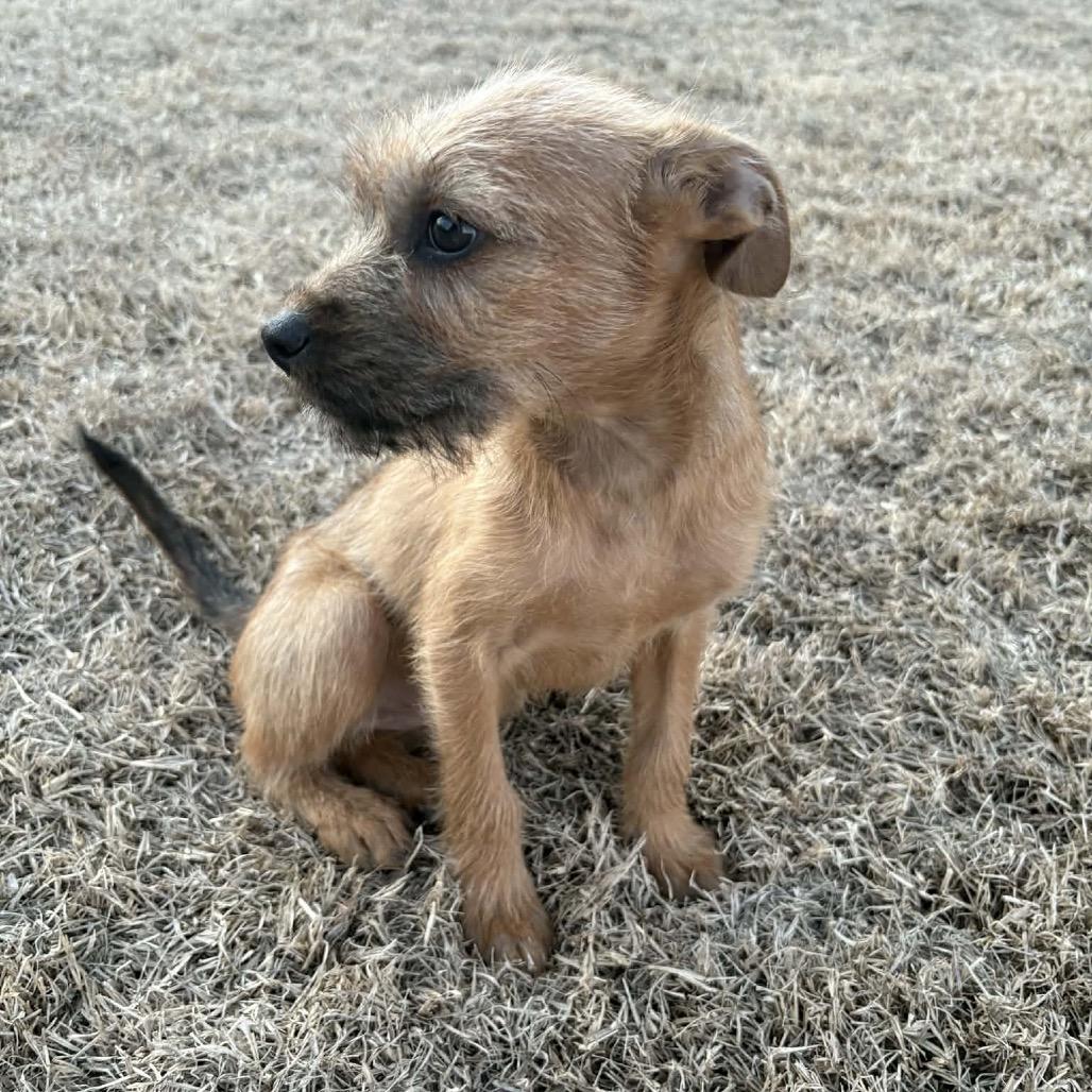 Enlarge Summit, a Adoptable Shepherd in Atoka, TN image 5/5