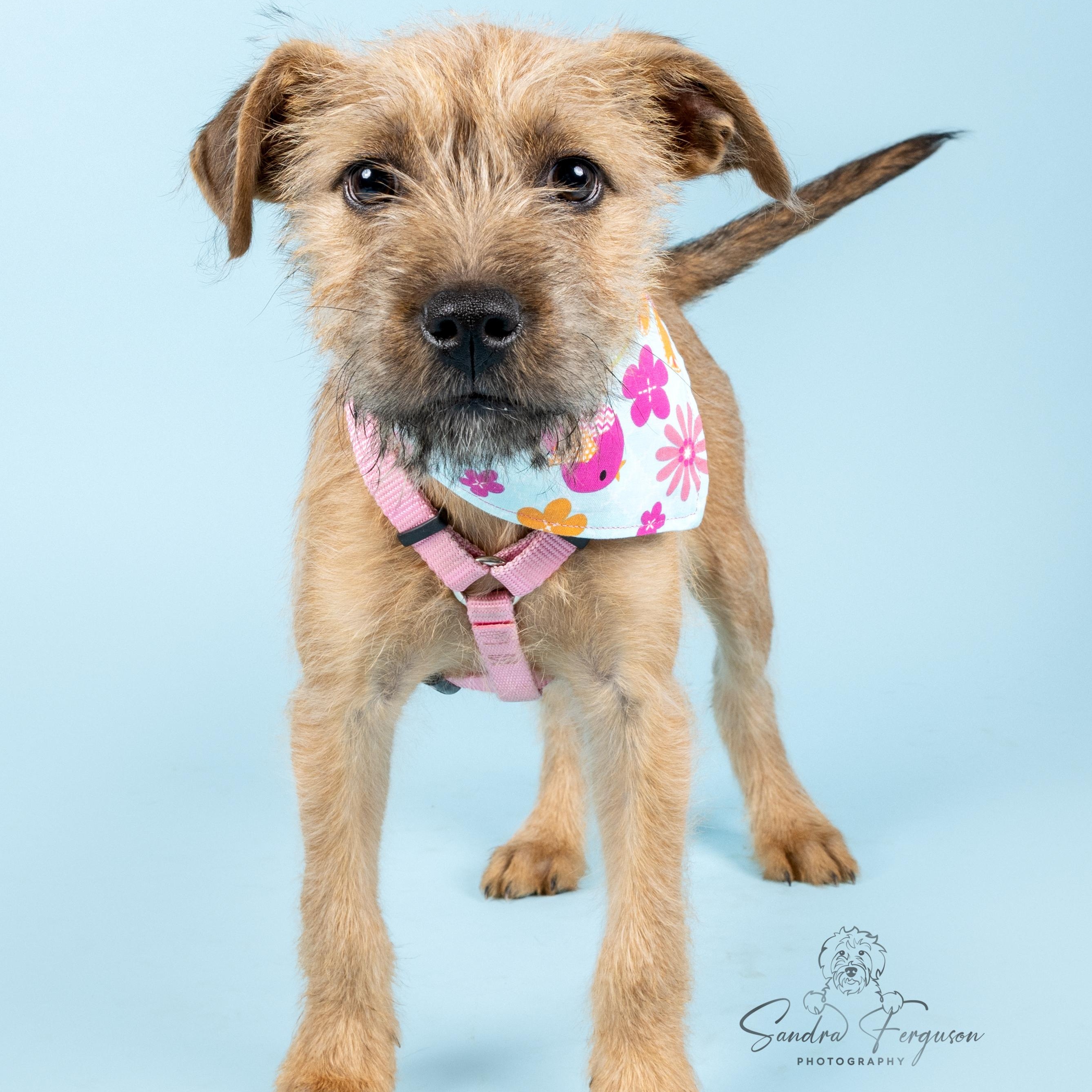 Enlarge Summit, a Adoptable Shepherd in Atoka, TN image 5/5