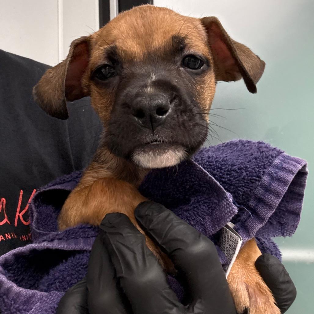Enlarge Buoy, a Adoptable Mixed Breed in Portland, OR image 1/4