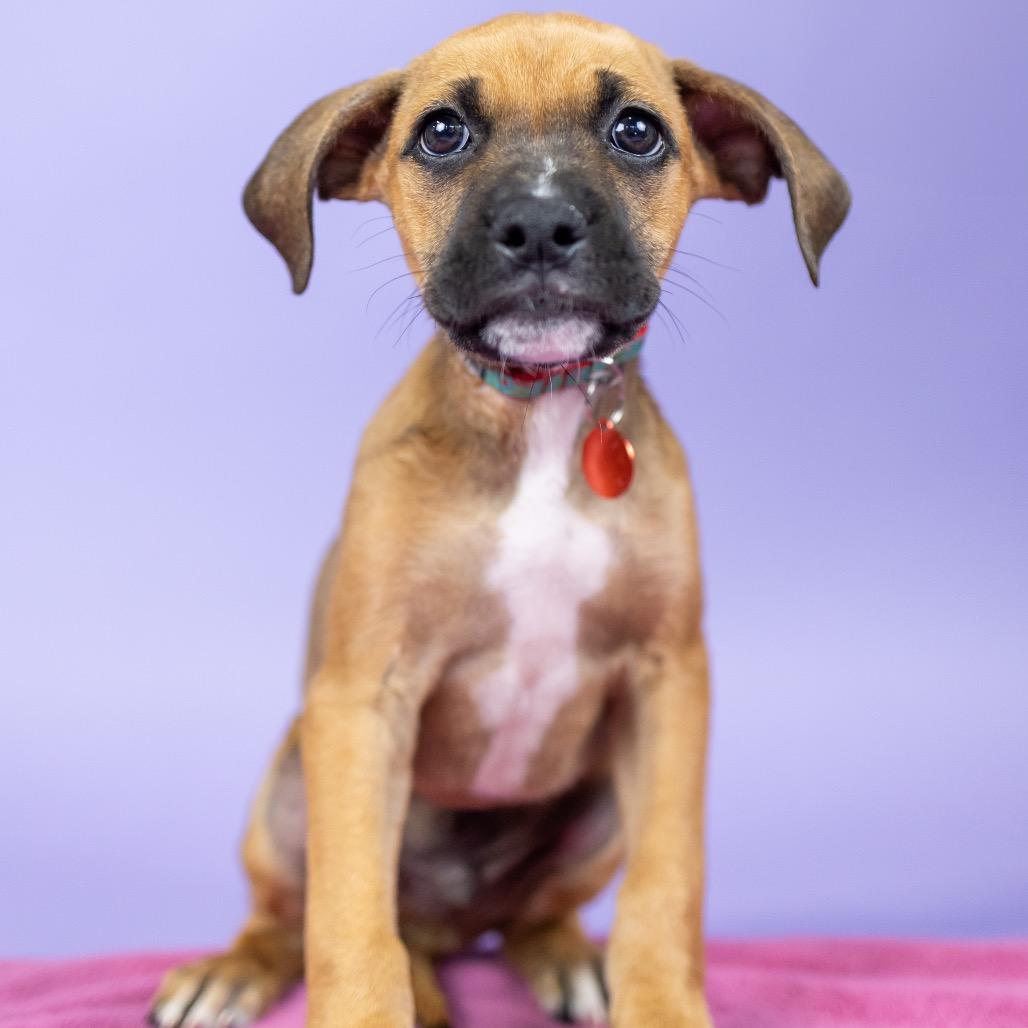 Enlarge Buoy, a Adoptable Mixed Breed in Portland, OR image 2/4