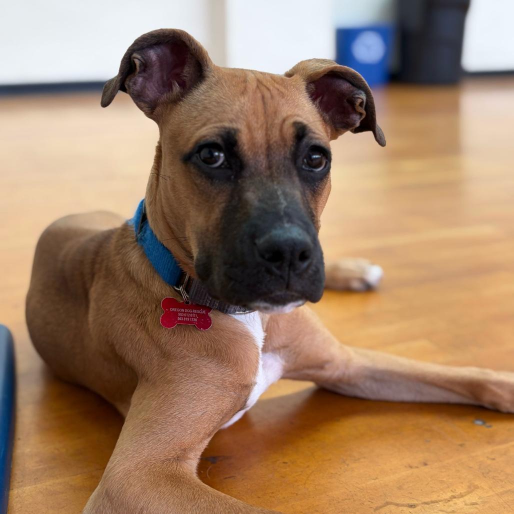 Enlarge Buoy, a Adoptable Mixed Breed in Portland, OR image 3/4