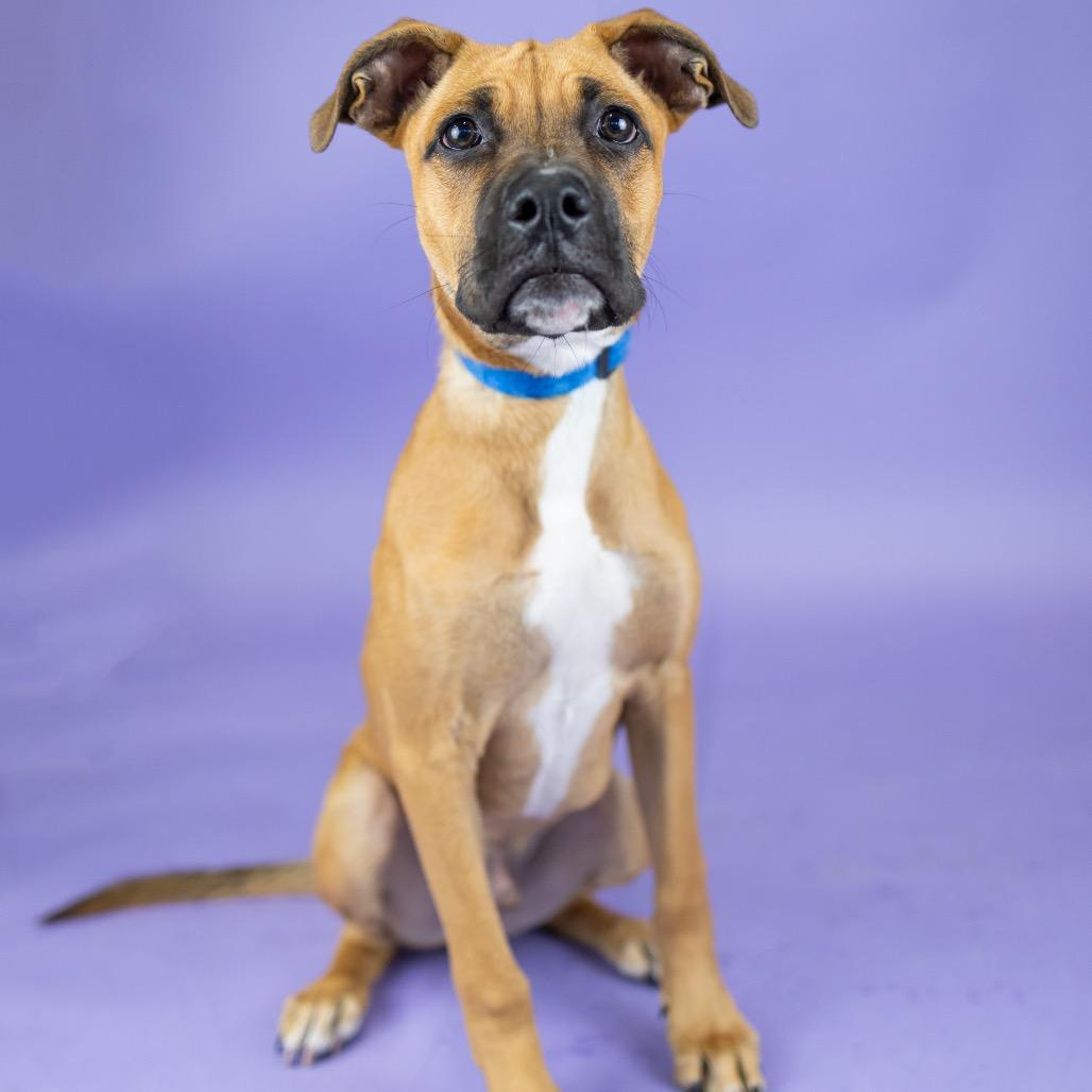 Enlarge Buoy, a Adoptable Mixed Breed in Portland, OR image 4/4