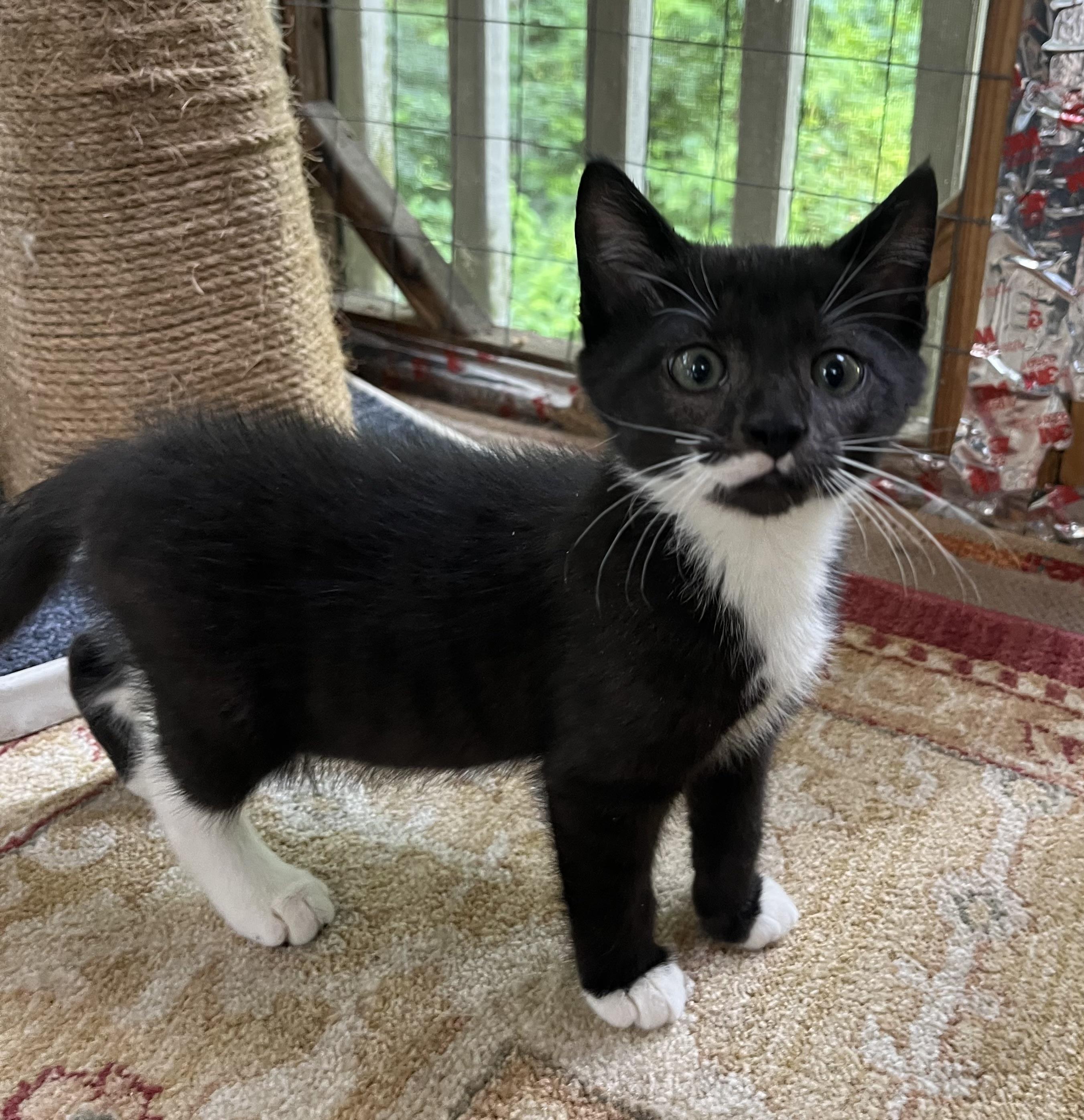 AYDEN, an adopted Domestic Short Hair in Spotsylvania, VA image 2/3